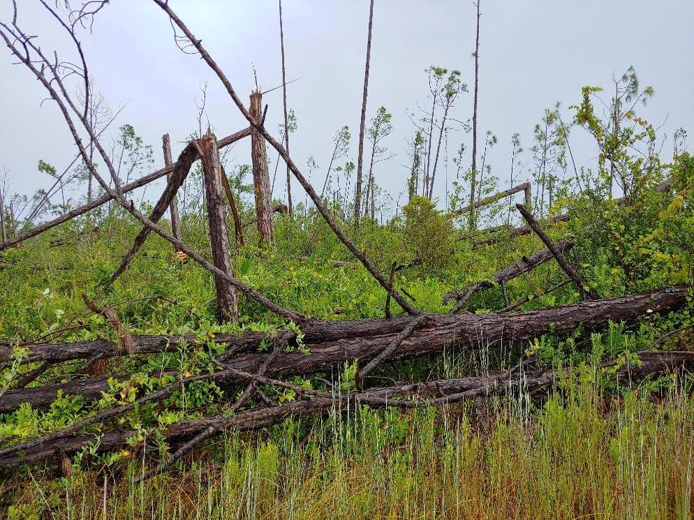 Webinar Preview Image