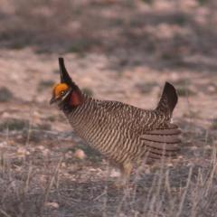 Webinar Preview Image