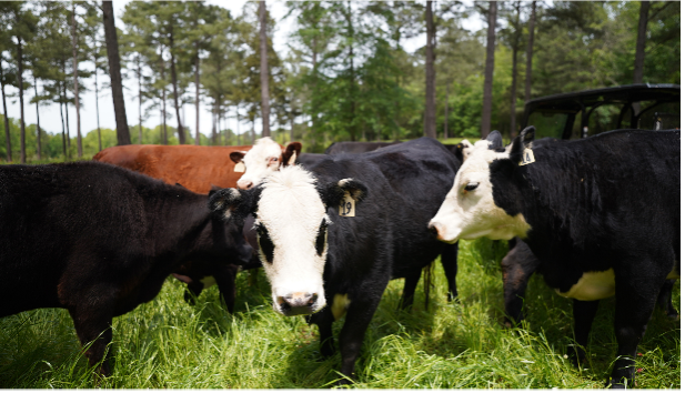 Webinar Preview Image