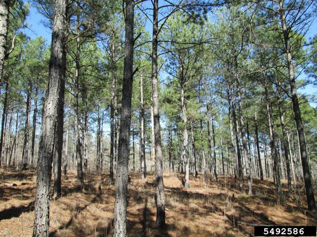 Webinar Preview Image