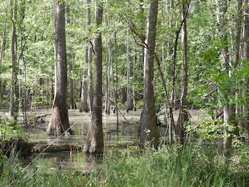 Webinar Preview Image