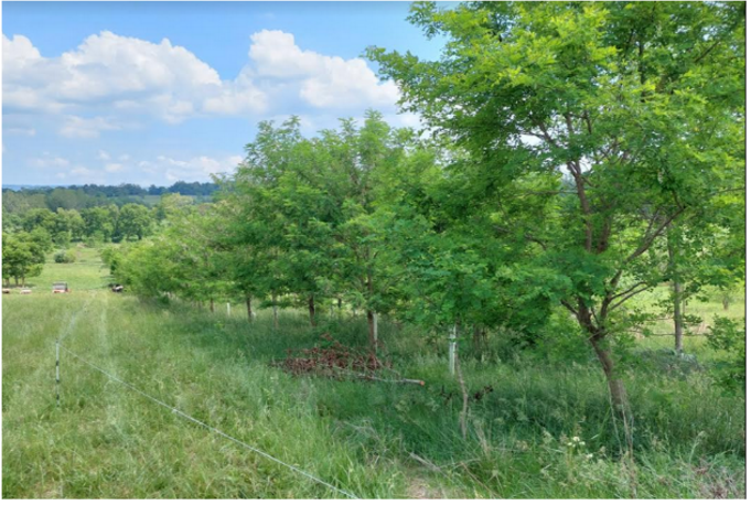 Webinar Preview Image