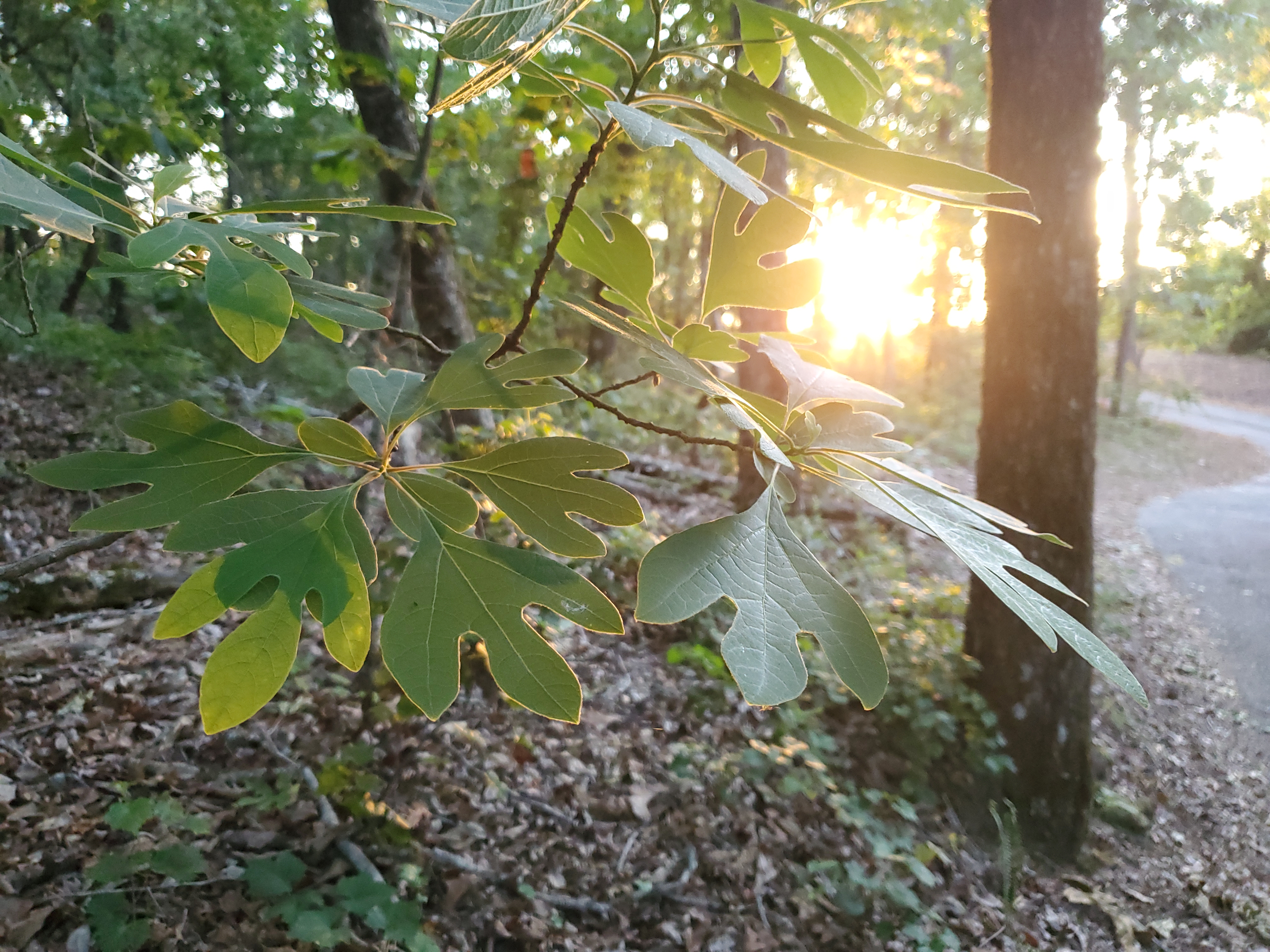 Webinar Preview Image