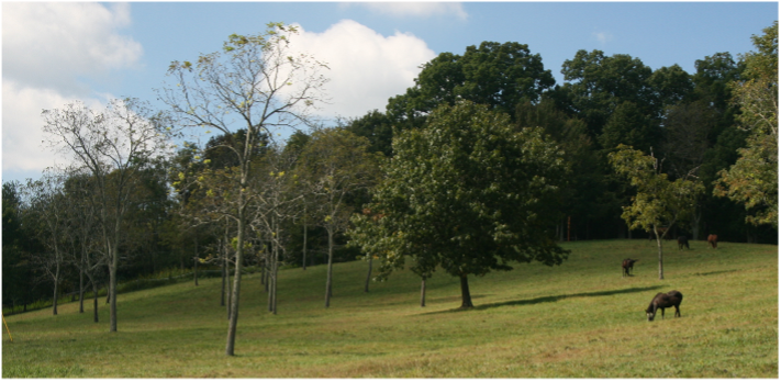 Webinar Preview Image