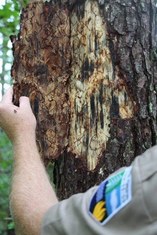 Webinar Preview Image