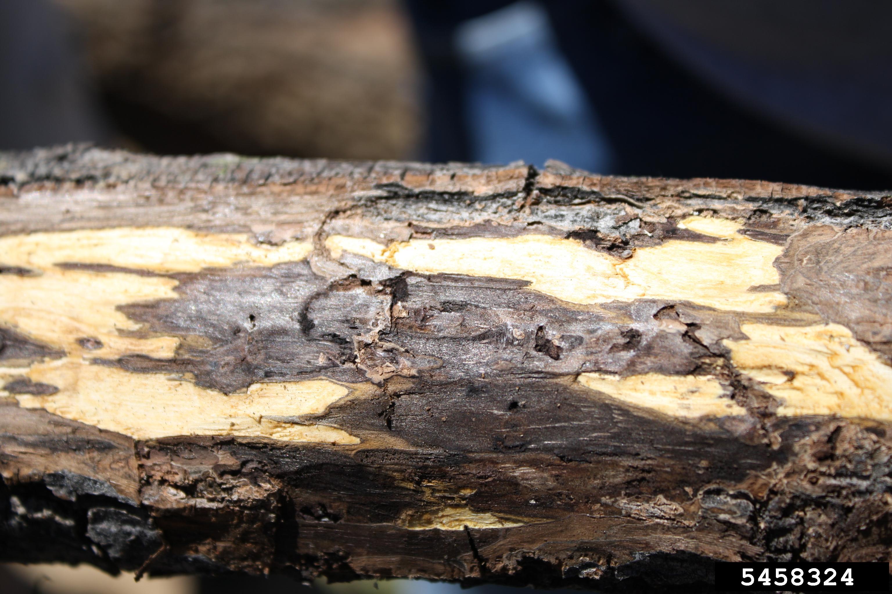 Webinar Preview Image