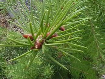 Webinar Preview Image