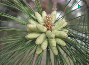 Webinar Preview Image