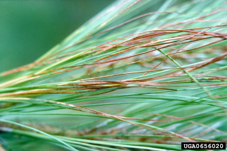 Webinar Preview Image