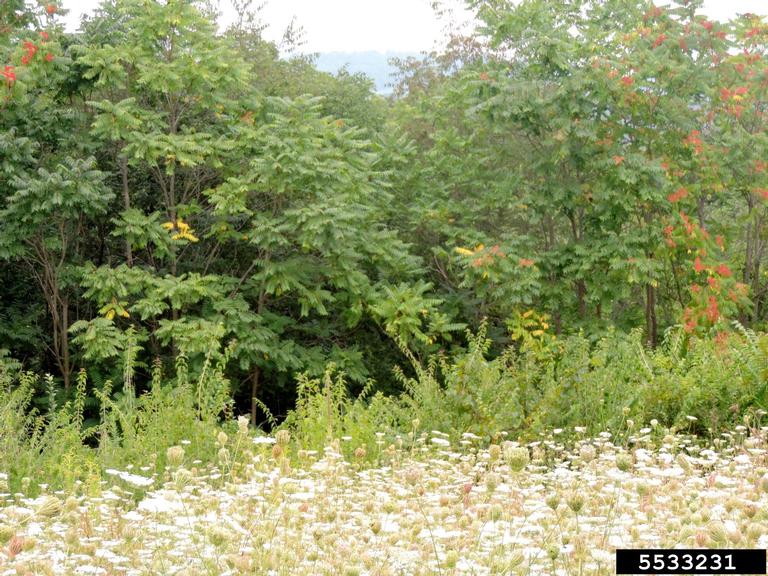 Webinar Preview Image